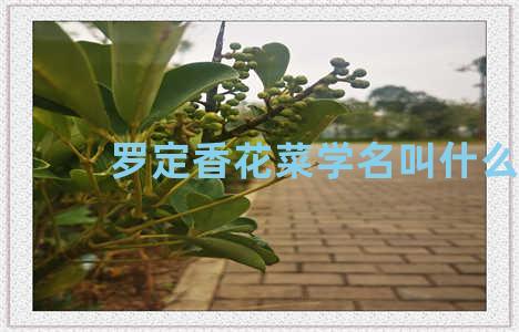 罗定香花菜学名叫什么